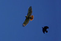 220517_06606_A7RIV A Raven Tails a Red Tail Hawk High Above Our Spring Gardens