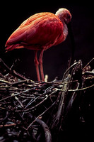 750726_0006_F1 Wildlife Conservation Society in New York