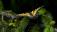 220515_06593_A7RIV A Male Eastern Tiger Swallowtail, Papilio glaucus, in the Big Spruce Tree in Our Spring Gardens