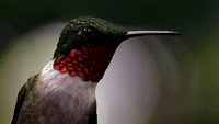 240603_10062_A7RIV A Male Ruby-throated Hummingbird, Archilochus colubris, in Our Late Afternoon Spring Gardens