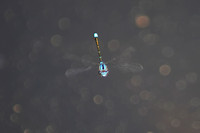 220604_06727_A7RIV_Canon FD80-200mm f4 SSC A Damselfly in Flight over Becthel Lake at Westmoreland Sanctuary