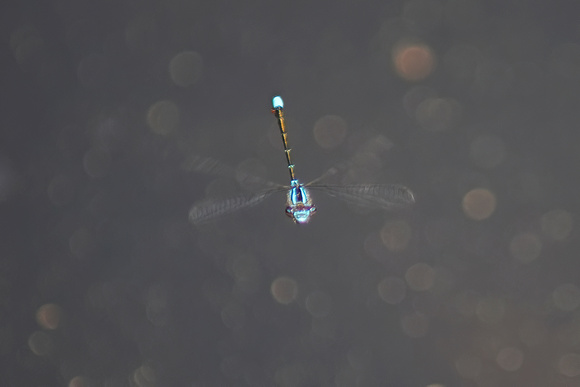 220604_06727_A7RIV_Canon FD80-200mm f4 SSC A Damselfly in Flight over Becthel Lake at Westmoreland Sanctuary
