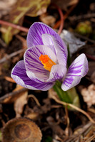 220315_06159_A7RIV The 1st Crocus in Our 2022 Late Winter Gardens and 1st Image with my FE 70-200mm f2.8 GM OSS II Lens