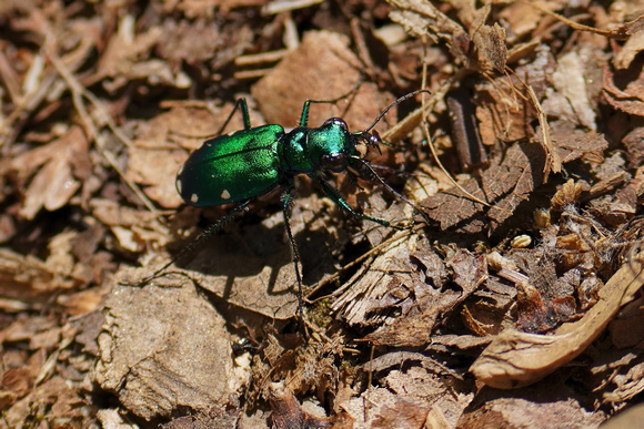220510_06548_A7RIV A Six-spotted Tiger Beetle, Cicindela sexguttata, in the Bright Afternoon Sun at Westmoreland Sanctuary