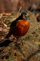 220308_06152_A7RIV An American Robin, Turdus migratorius, in Our Late Winter Gardens