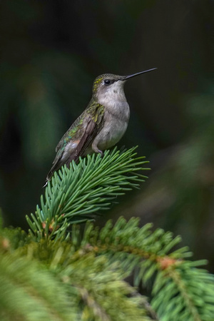 220618_06891_A7RIV A Very Young Female Ruby Throated Hummingbird, Archilochus colubris, in Our Late Spring Gardens