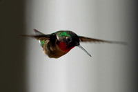 220518_06662_A7RIV A Male Ruby Throated Hummingbird, Archilochus colubris, at Westmoreland Sanctuary