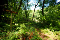 220604_06720_A7RIV_Canon FD17mm f4 SSC The Fern Garden Along Westmoreland Sanctuary's Bechtel Lake in Spring