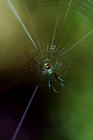 250622_11142_A7RIV An Orchard Spider, Leucauge venusta, in the Virginia Gardens