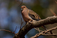 220404_06306_A7RIV A Common Ground Dove, Columbina passerina, at Westmoreland Sanctuary