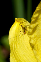 220709_07217_A7RIV A Baby Speckled Bush Cricket, Leptophyes punctatissima, in Our Summer Gardens