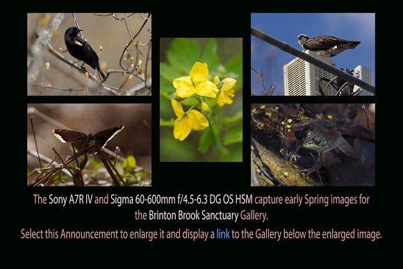 Apr 20 to Apr 27, 2022: Brinton Brook Sanctuary