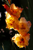 740900_0003_F1 Gladiola