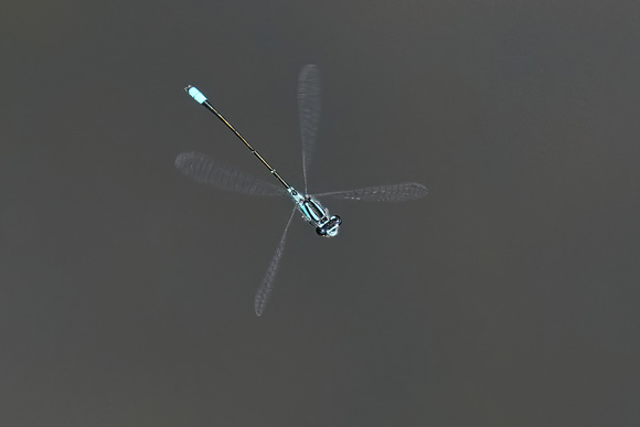 220628_07086_A7RIV A Common Blue Damselfly, Enallagma cyathigerum, in Flight over Westmoreland Sanctuary's Bechtel Lake
