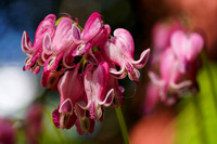 220517_06624_A7RIV Bleeding Hearts, Lamprocapnos spectabilis, in Our Spring Gardens