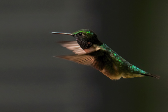 220518_06637_A7RIV A Female Ruby Throated Hummingbird, Archilochus colubris, at Westmoreland Sanctuary